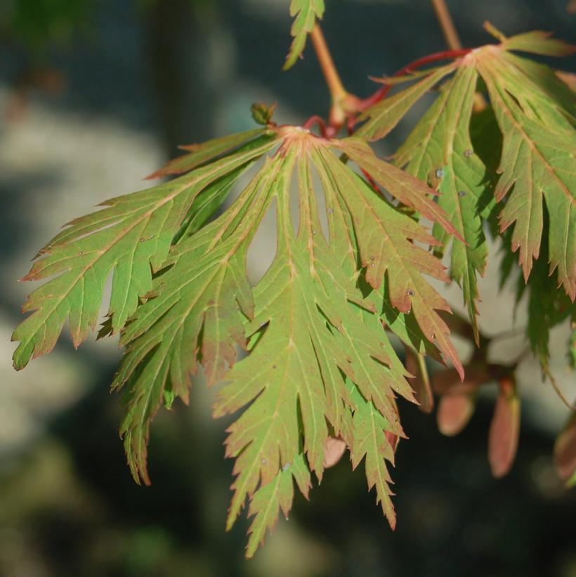 Acer jap. 'Aconitifolium' Acer jap. 'Aconitifolium'