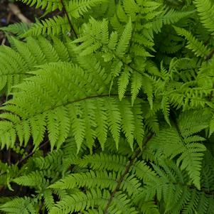 Athyrium filix femina Lady in Red Athyrium filix femina Lady in Red