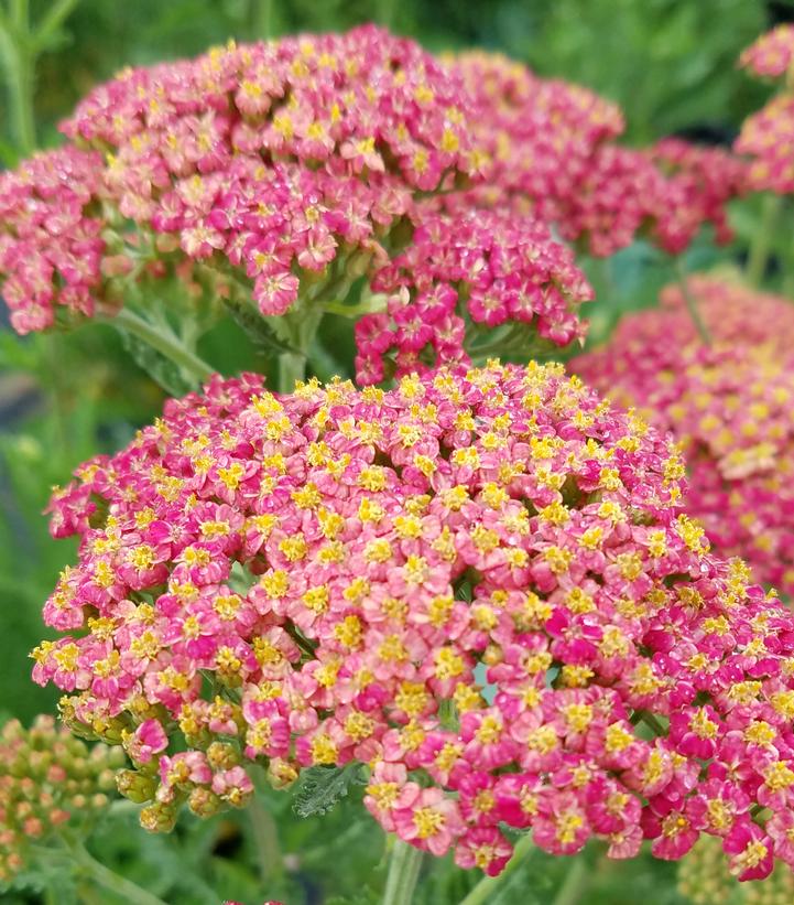 Achillea millefolium Rainbow™ … Achillea millefolium Rainbow™ …