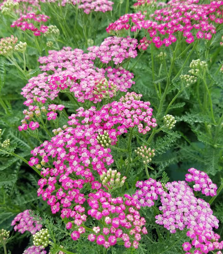 Achillea millefolium Rainbow™ … Achillea millefolium Rainbow™ …