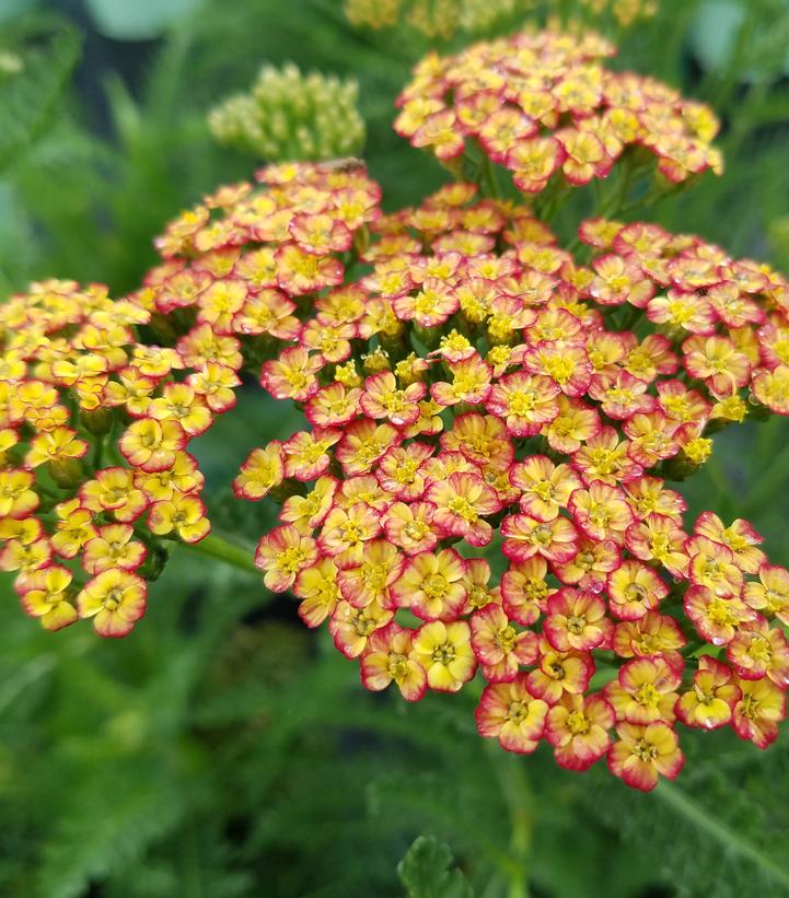 Achillea millefolium Rainbow™ … Achillea millefolium Rainbow™ …
