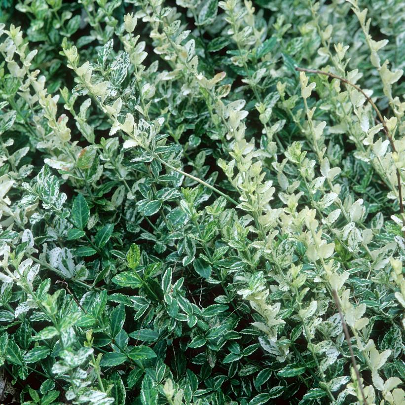 Euonymus f. Harlequin Euonymus f. Harlequin
