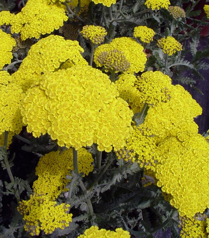 Achillea Little Moonshine Achillea Little Moonshine