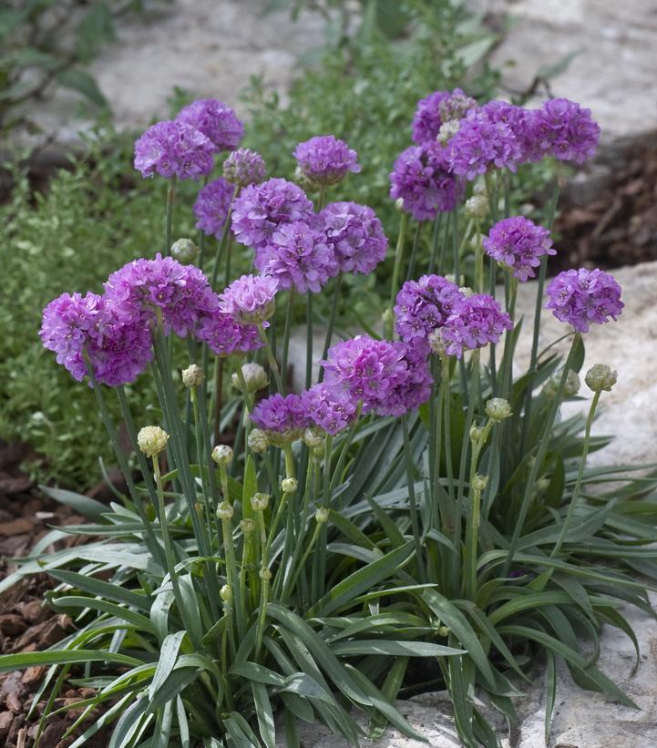 Armeria pseud. Ballerina Lilac Armeria pseud. Ballerina Lilac