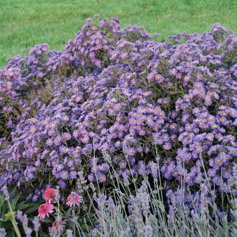 Aster KICKIN® Lilac Blue Aster KICKIN® Lilac Blue