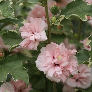 tree from prides corner farms winky hydrangea tree form