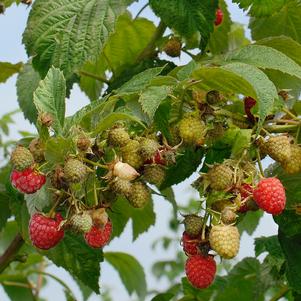 Rubus idaeus Himbo Top Rubus idaeus Himbo Top