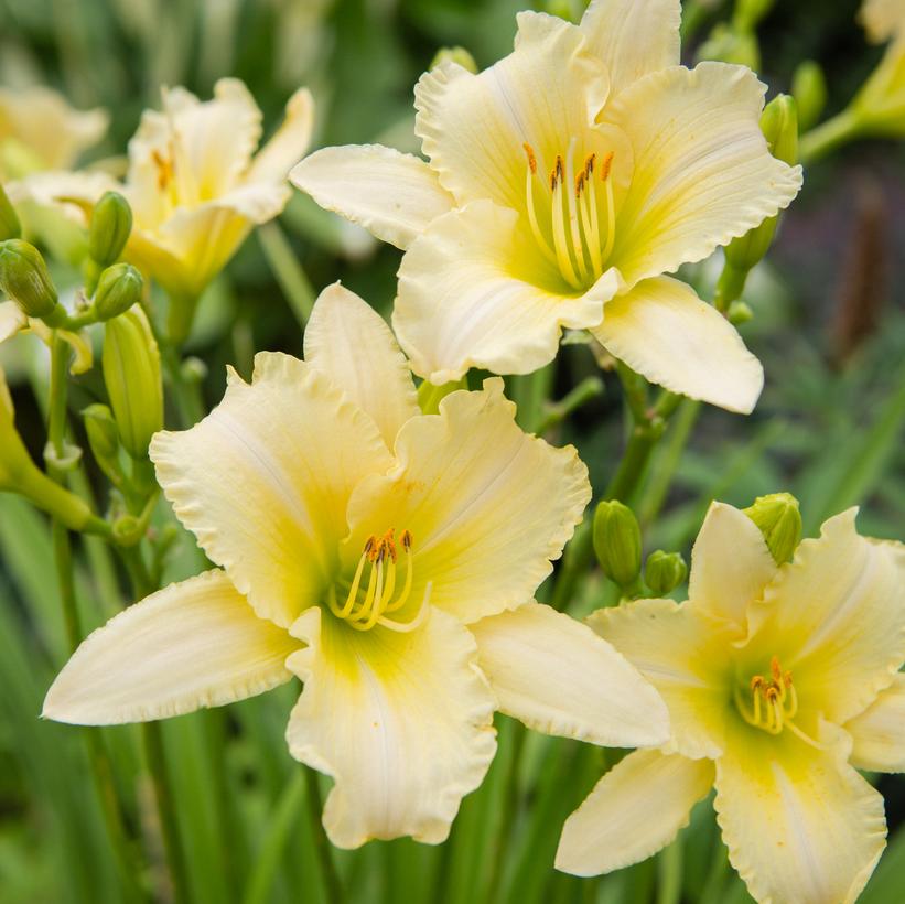 Hemerocallis Never Ending® Butter C… Hemerocallis Never Ending® Butter C…