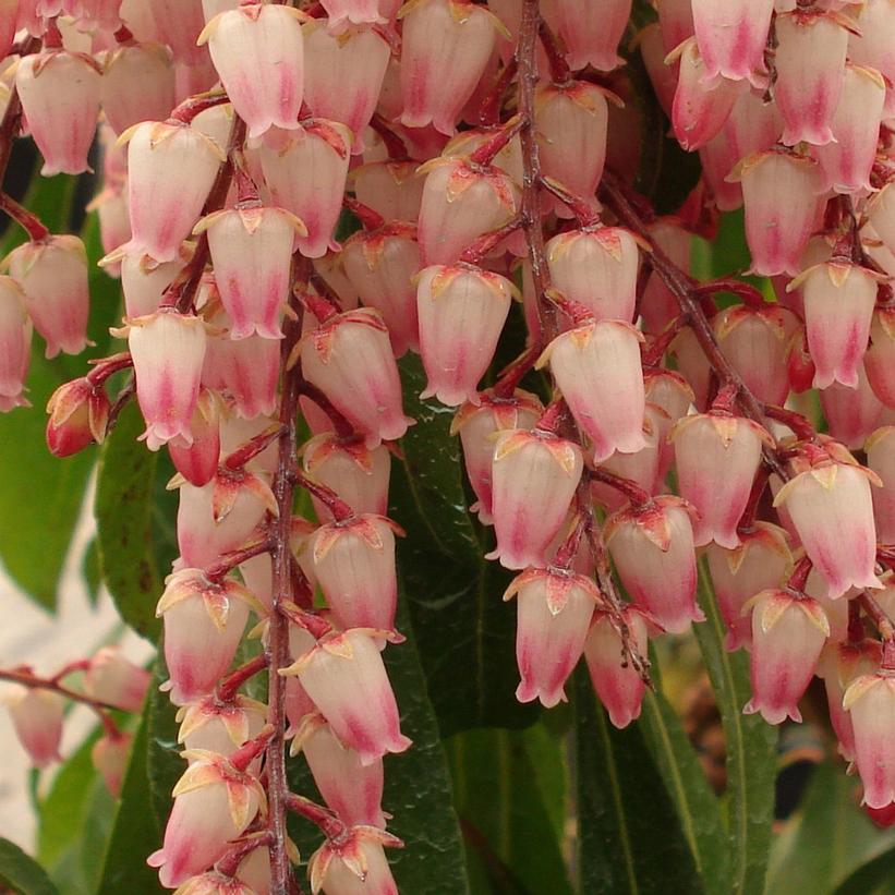Pieris jap. Valley Rose Pieris jap. Valley Rose