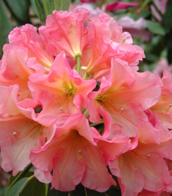 Rhododendron Rio Salsa' Rhododendron Rio Salsa'