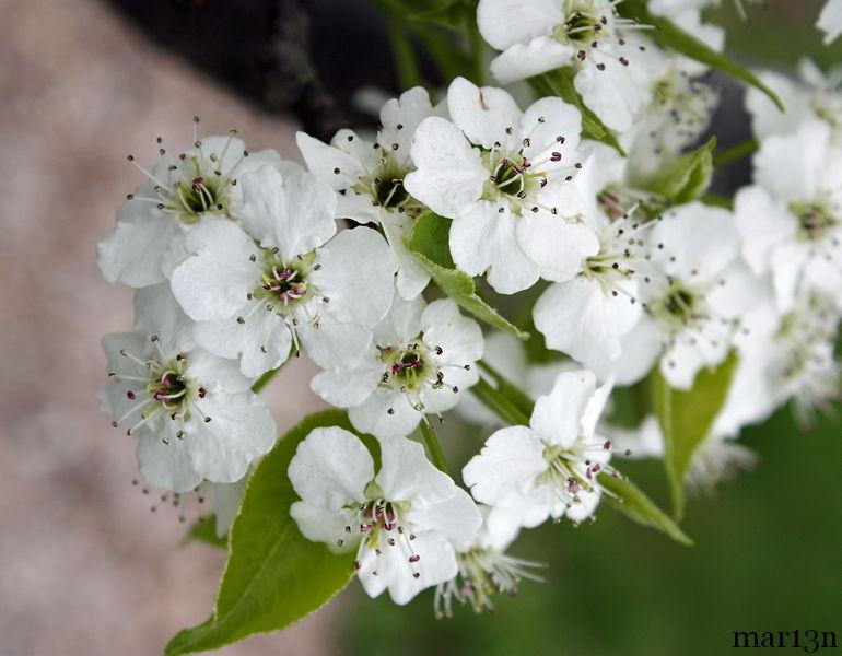 Pyrus calleryana Trinity Pyrus calleryana Trinity