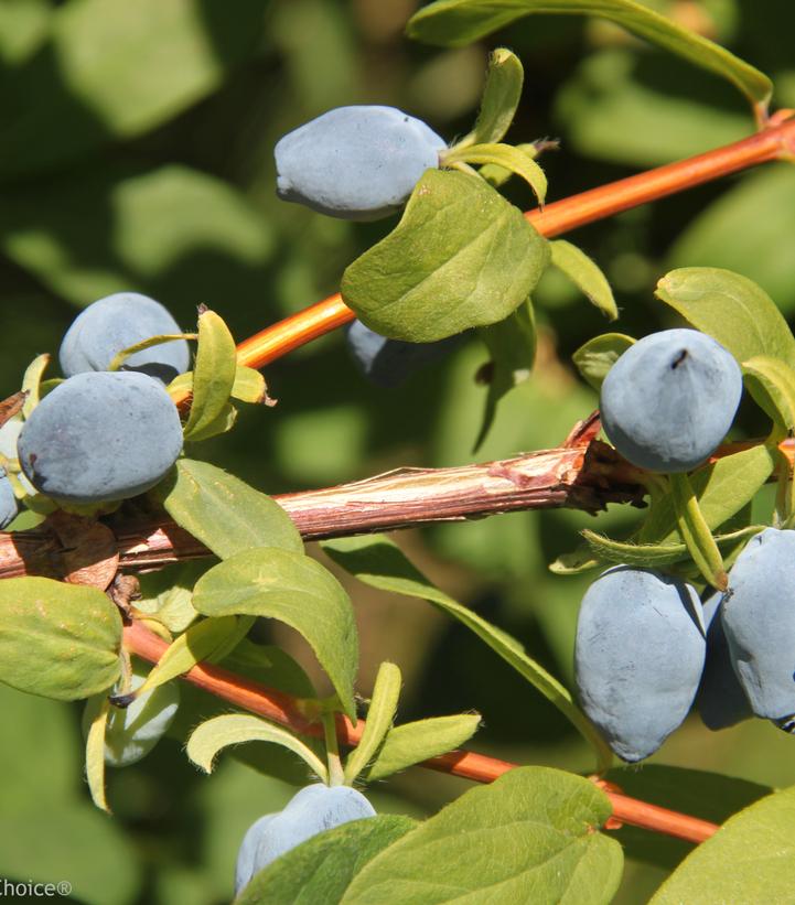 Lonicera caerulea Yezberry® SoloT… Lonicera caerulea Yezberry® SoloT…