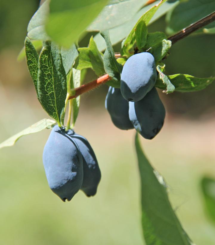 Lonicera caerulea Yezberry® Sugar Pi… Lonicera caerulea Yezberry® Sugar Pi…