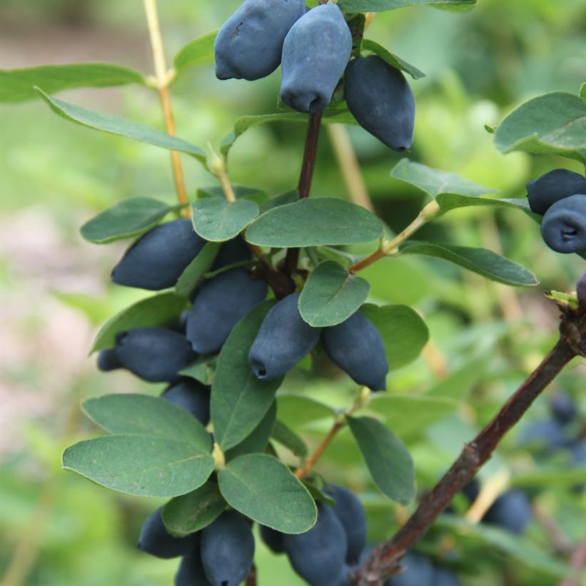 Lonicera caerulea Yezberry® Honey Bu… Lonicera caerulea Yezberry® Honey Bu…