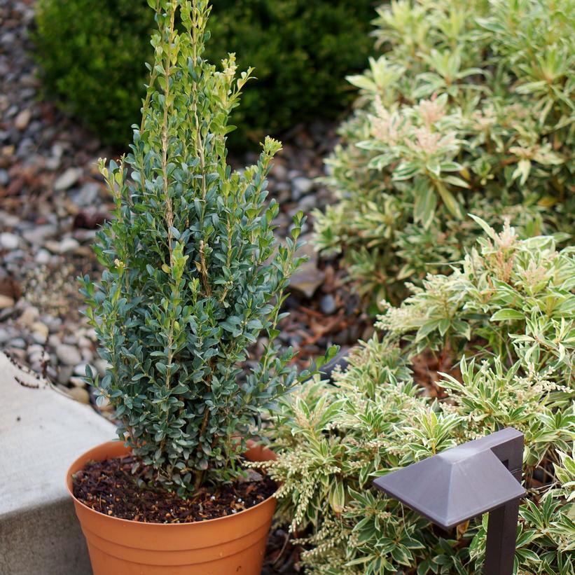 Buxus sempervirens Skywalker Buxus sempervirens Skywalker