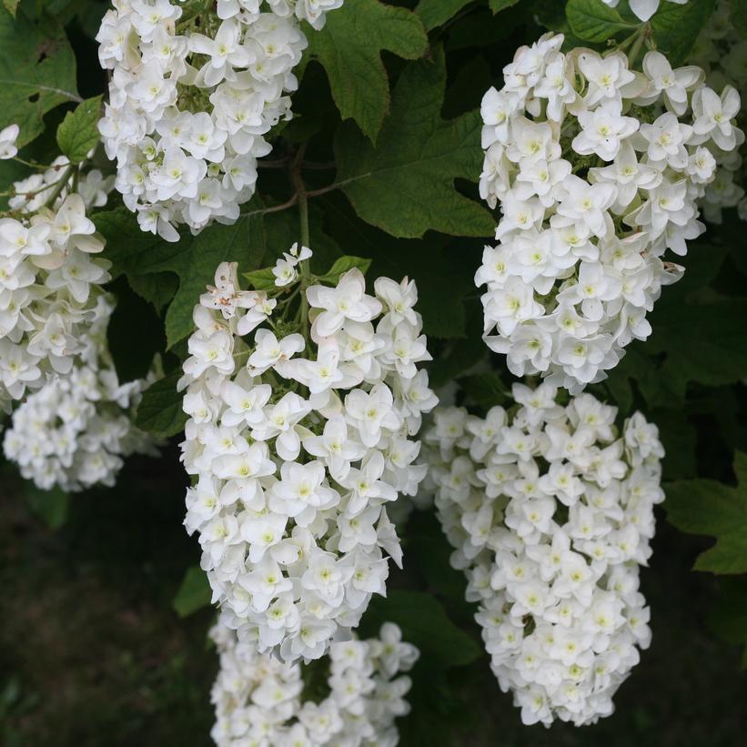 Hydrangea quercifolia Snow Flake Hydrangea quercifolia Snow Flake
