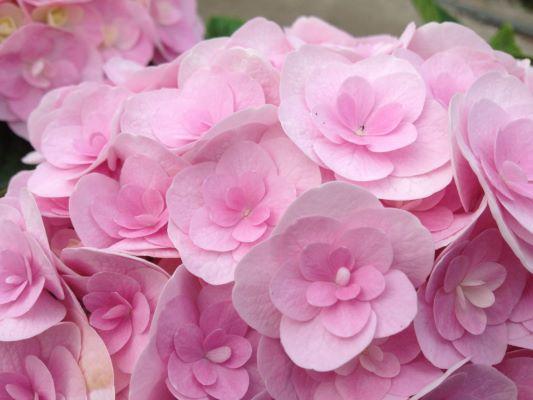 Hydrangea mac. Love Hydrangea mac. Love