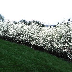 Amelanchier alnifolia Regent Amelanchier alnifolia Regent