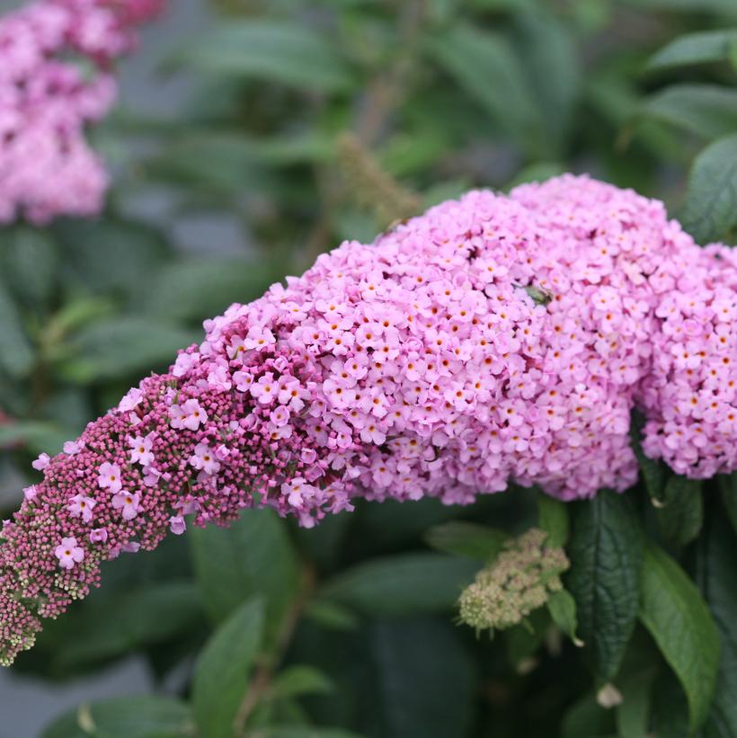Buddleia x Pugster Pink® Buddleia x Pugster Pink®