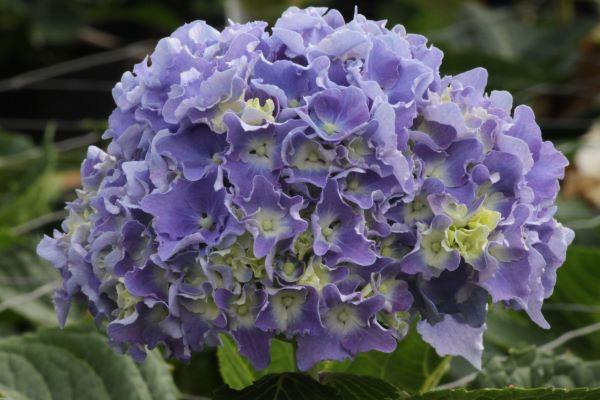 Hydrangea mac. Spike Hydrangea mac. Spike