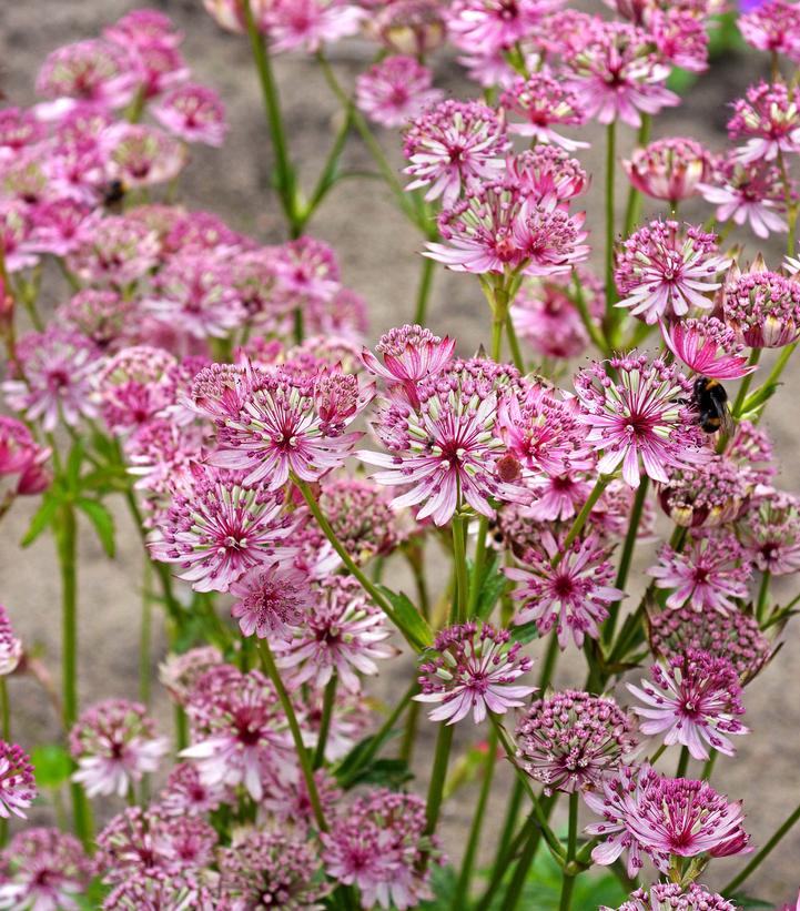 Astrantia major 'Sparkling Stars Pink' Astrantia major 'Sparkling Stars Pink'