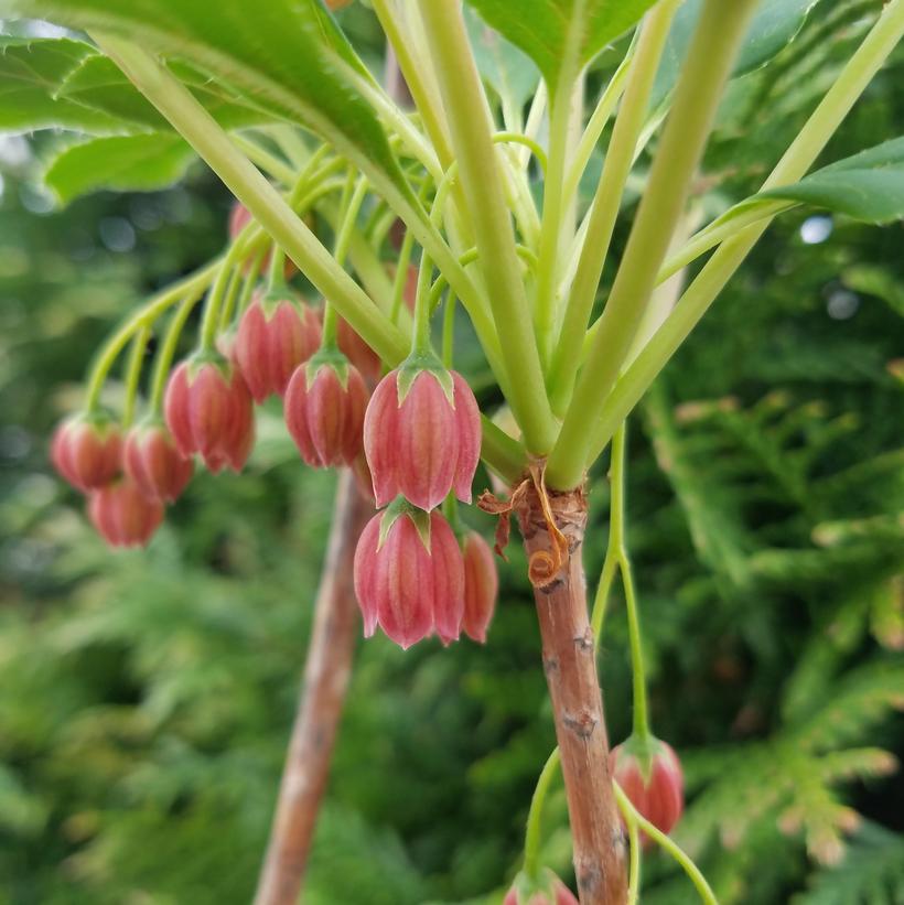 Enkianthus campanulatus Bruce Briggs Enkianthus campanulatus Bruce Briggs
