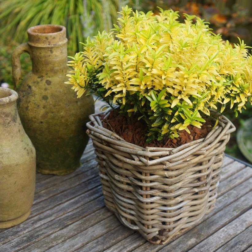 Euonymus japonicus Happiness Euonymus japonicus Happiness