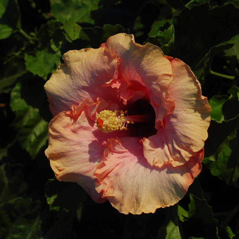 Hibiscus rosa-sinensis HibiskissT… Hibiscus rosa-sinensis HibiskissT…