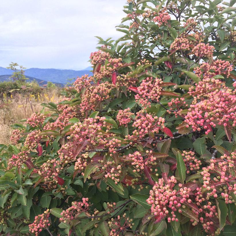 Viburnum cassinoides Viburnum cassinoides