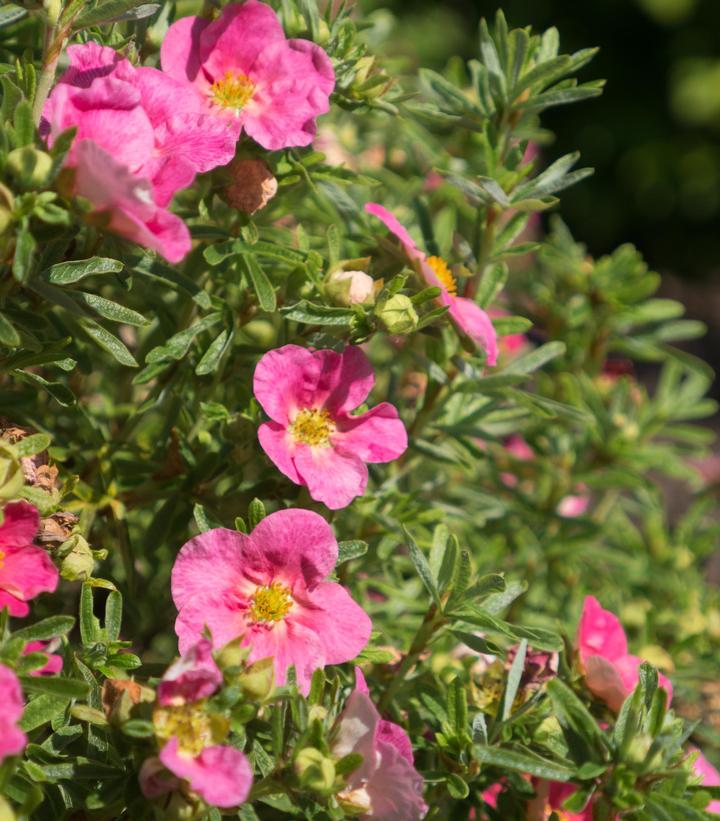 Potentilla fruticosa Bella Bellissim… Potentilla fruticosa Bella Bellissim…
