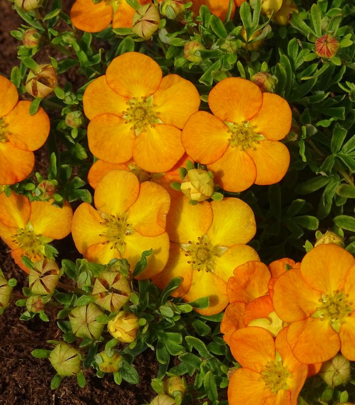Potentilla fruticosa Bella Sol™ Potentilla fruticosa Bella Sol™