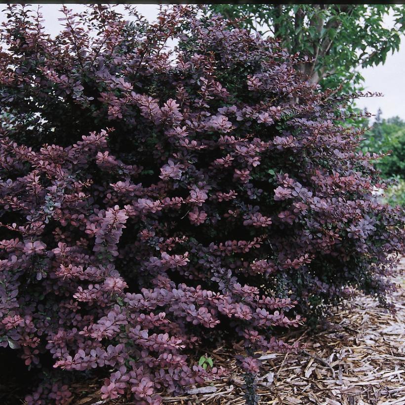 Berberis thun. Burgundy Carousel® Berberis thun. Burgundy Carousel®