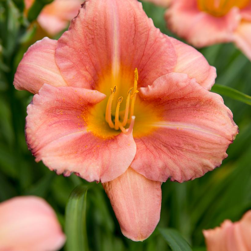 Hemerocallis Never Ending® Peach Bl… Hemerocallis Never Ending® Peach Bl…