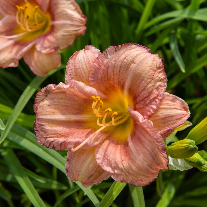 Hemerocallis Never Ending® Rosy Ruf… Hemerocallis Never Ending® Rosy Ruf…