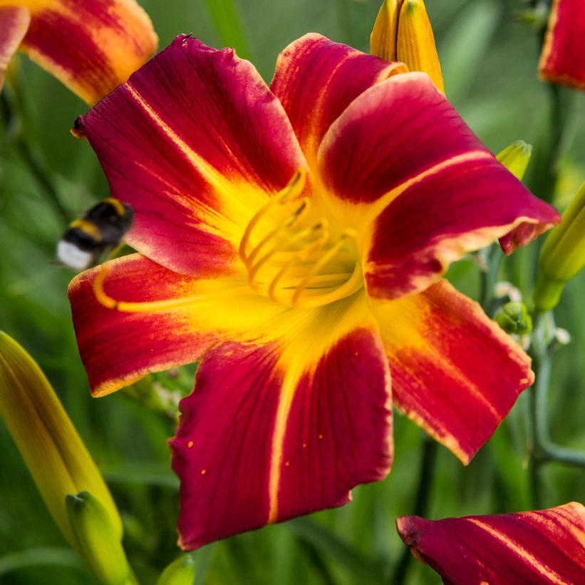 Hemerocallis Never Ending® Red Velvet Hemerocallis Never Ending® Red Velvet