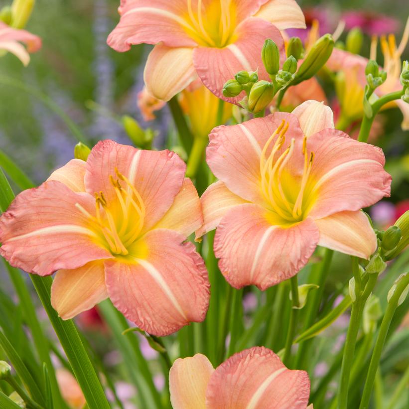 Hemerocallis Never Ending® Strawber… Hemerocallis Never Ending® Strawber…