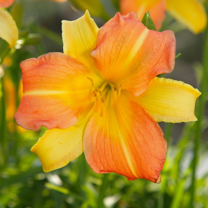 Hemerocallis Never Ending® Yellow P… Hemerocallis Never Ending® Yellow P…