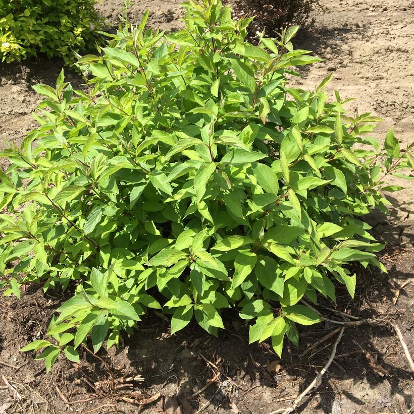 Cornus alba Little Rebel® Cornus alba Little Rebel®