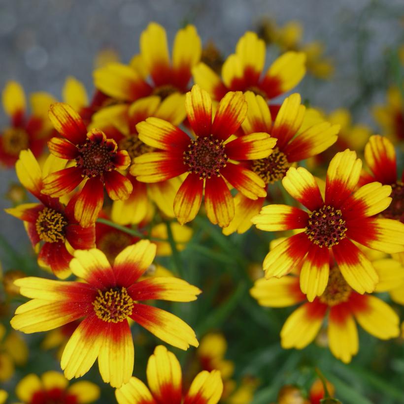 Coreopsis Satin & Lace™ Red T… Coreopsis Satin & Lace™ Red T…