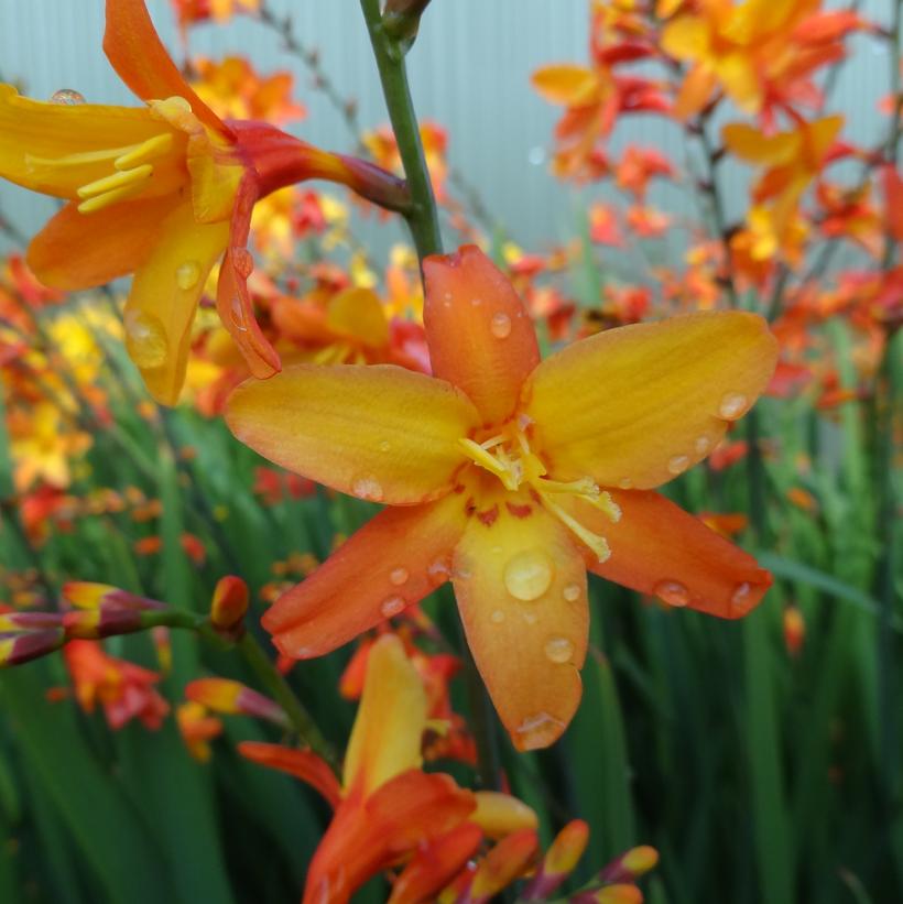 Crocosmia x crocosmiiflora Orange Pe… Crocosmia x crocosmiiflora Orange Pe…