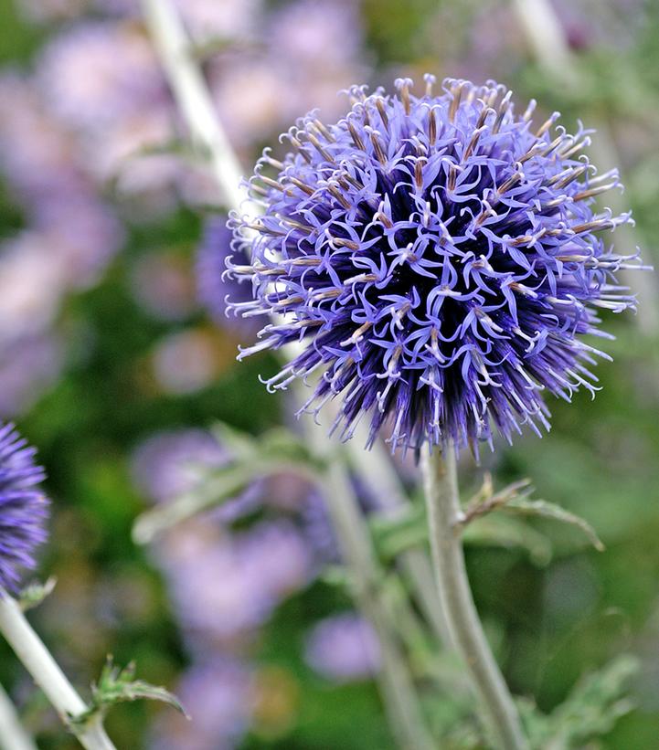 Echinops ritro Veitch's Blue Echinops ritro Veitch's Blue