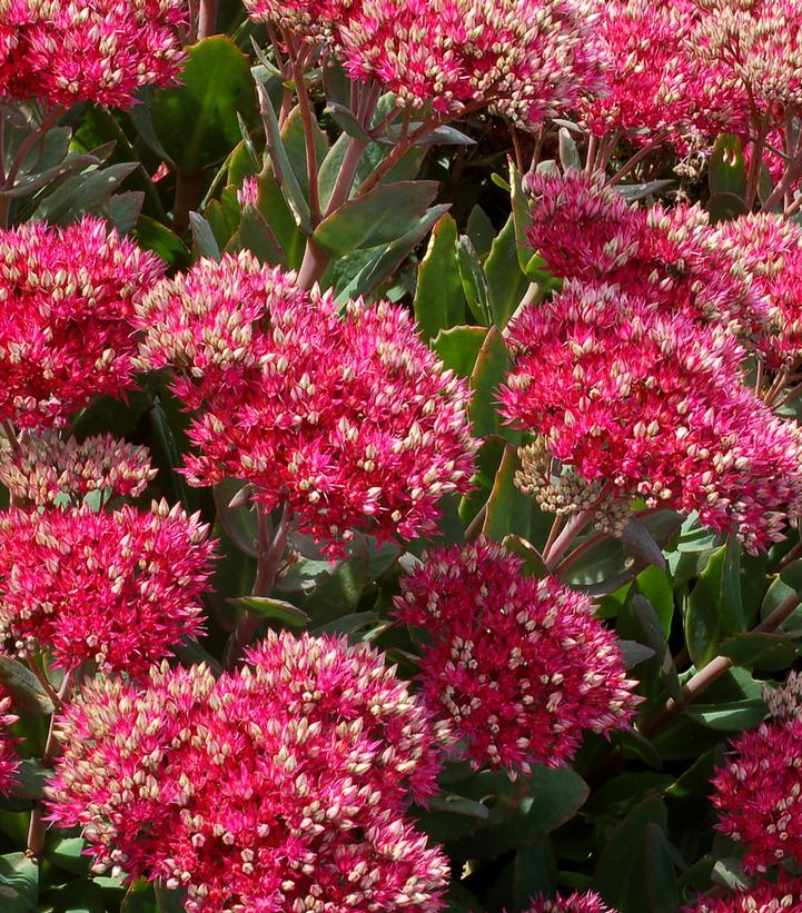Sedum 'Class Act' Sedum 'Class Act'