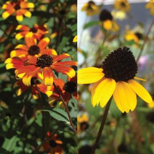 Rudbeckia triloba Medley Mix Rudbeckia triloba Medley Mix