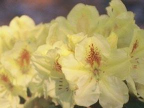 Rhododendron Absolute Citron Rhododendron Absolute Citron