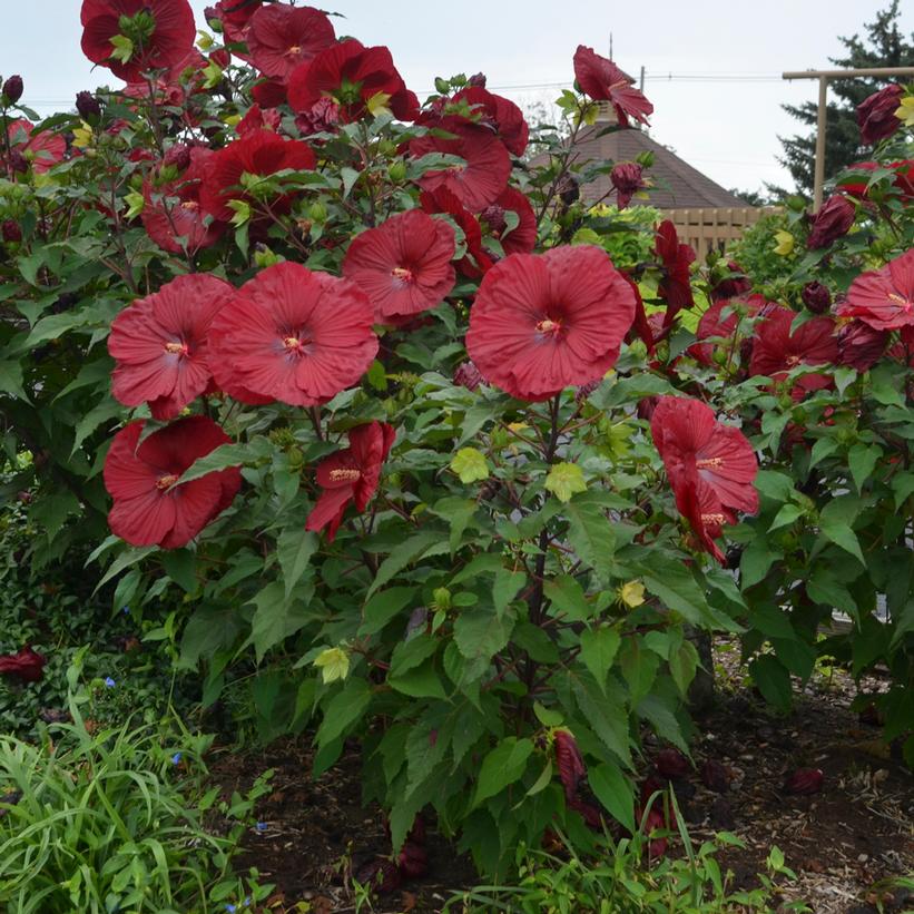 Hibiscus 'Vintage Wine' Hibiscus 'Vintage Wine'