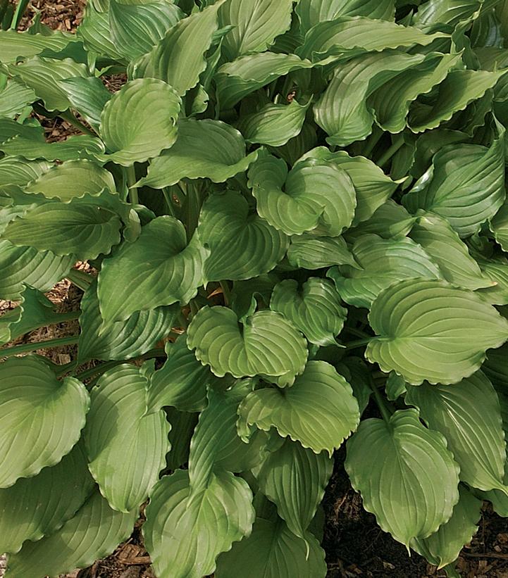Hosta Stirfry Hosta Stirfry