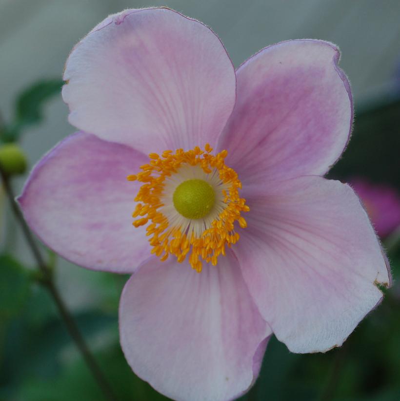 Anemone Little Princess Anemone Little Princess
