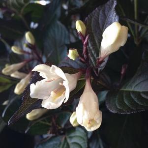 Weigela x Date Night™ Tuxedo Weigela x Date Night™ Tuxedo
