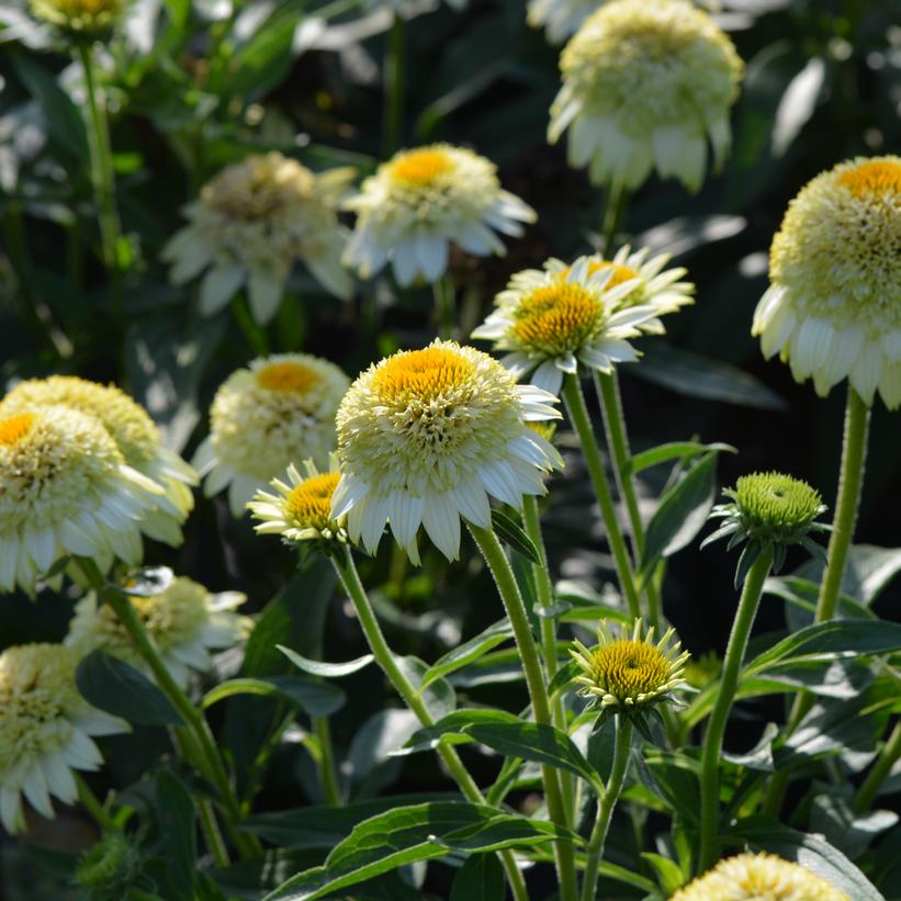 Echinacea Puff™ Vanilla Echinacea Puff™ Vanilla