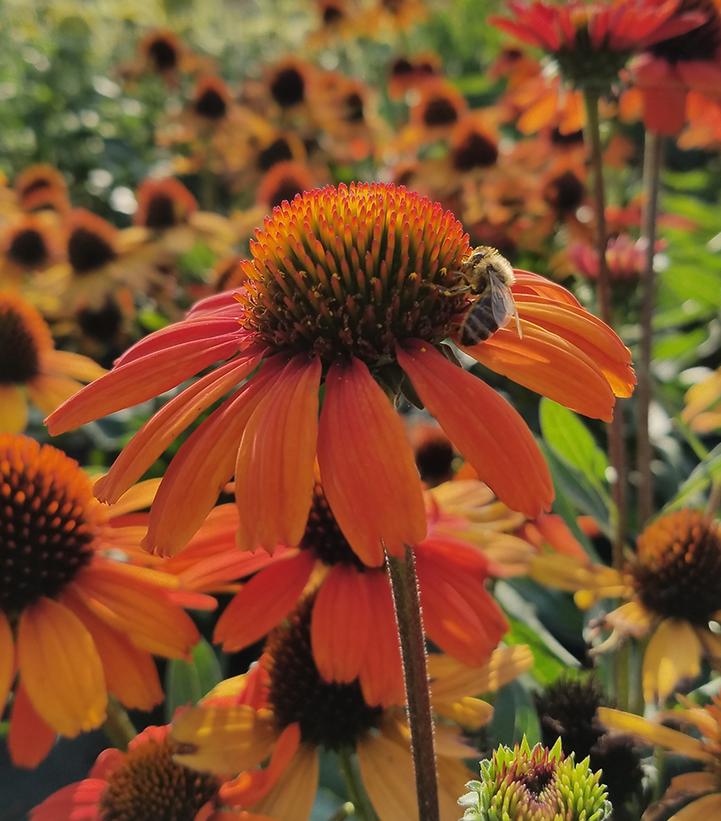 Echinacea Kismet™ Intense Ora… Echinacea Kismet™ Intense Ora…
